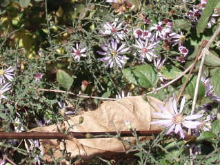 The Whites Creek Greenway: A Review