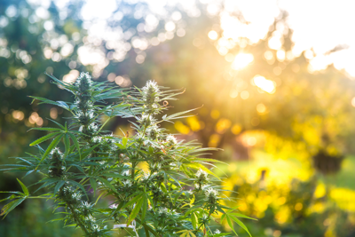 Medical Pot Might Not Be Dead Yet
