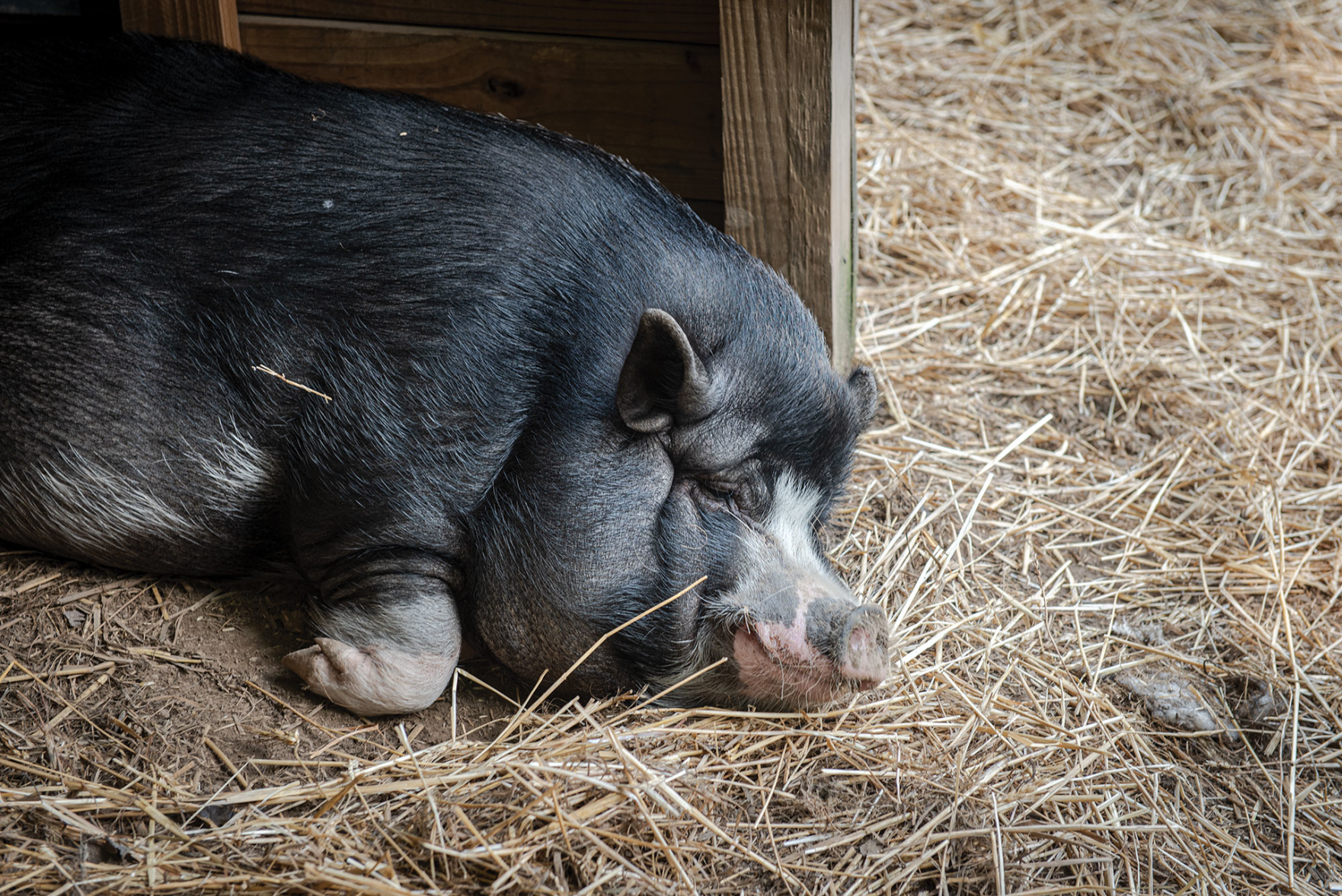 Piccolo Farms Is Home to Pigs, Chickens, a 40-Year-Old Tortoise and More