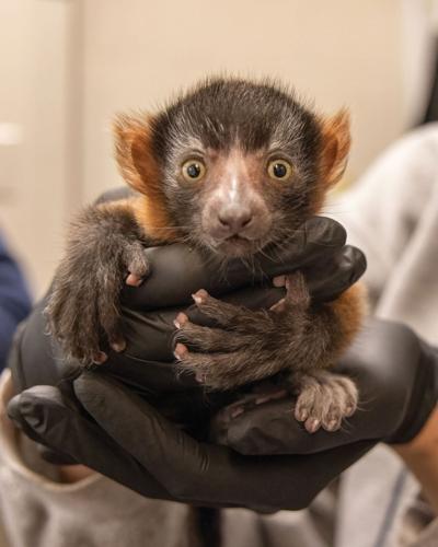 Penelope the Red Ruffed Lemur at the Nashville Zoo