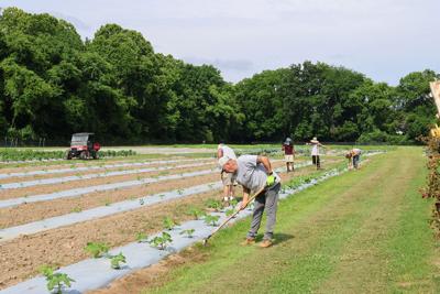 Farmers working on a row of crops