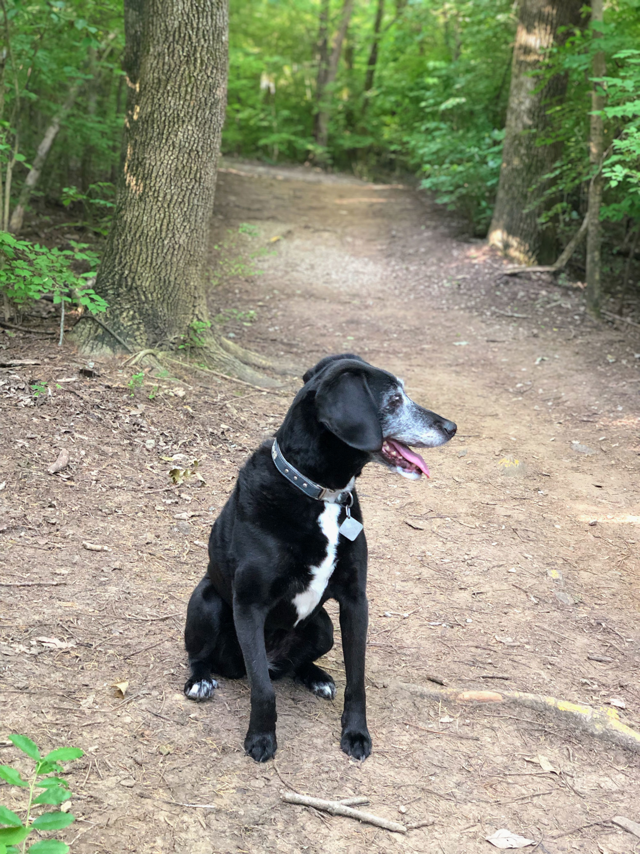 The Pet Issue 2019: Barks and Recreation