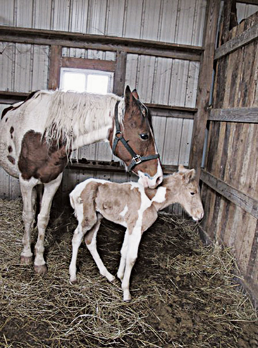 The worst case of equine abuse in Tennessee history shocked the state. So why is legislation that would stop the abuse meeting so much resistance?