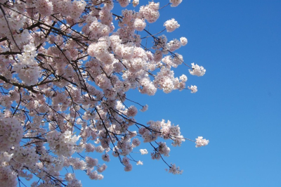 Who Will Speak for the Trees? Apparently, Thousands of Nashvillians. (UPDATED)