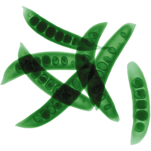 That Not-So Fresh Feeling: Why Is Trader Joe's Tight-Lipped About Its Food Sources?