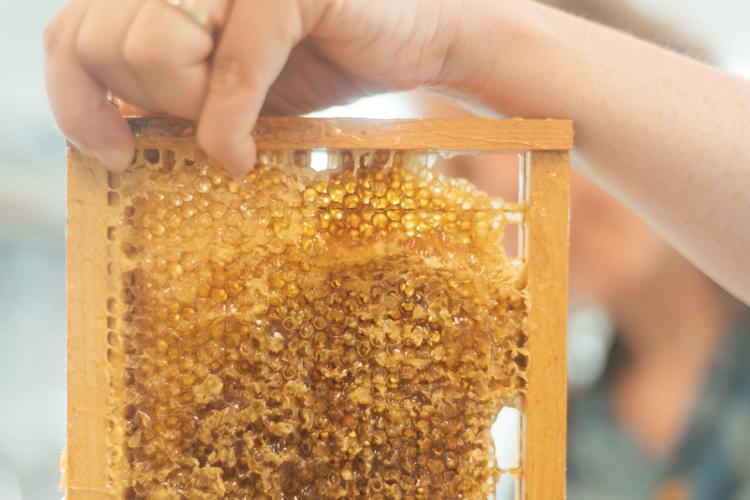 The Honey Collective 01