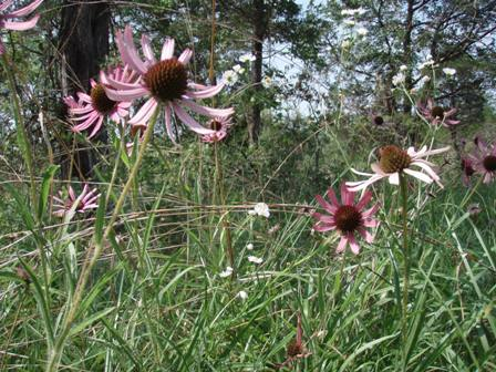 Couchville Cedar Glade State Natural Area — A Review (Tennessee Coneflower Edition)
