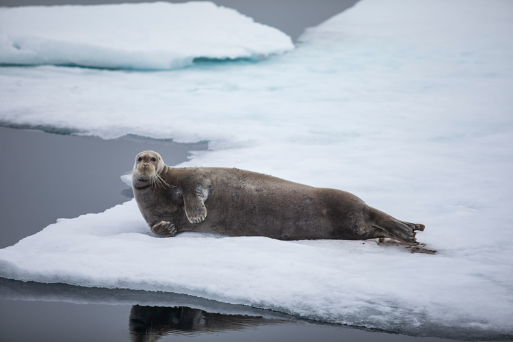 A Crew of Distinguished Nashvillians, the Norwegian Sea and a Daring Arctic Rescue