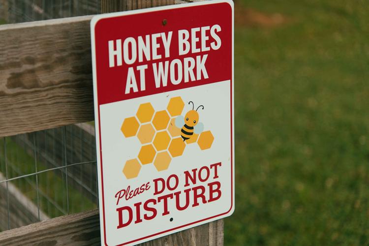 The Honey Collective 05