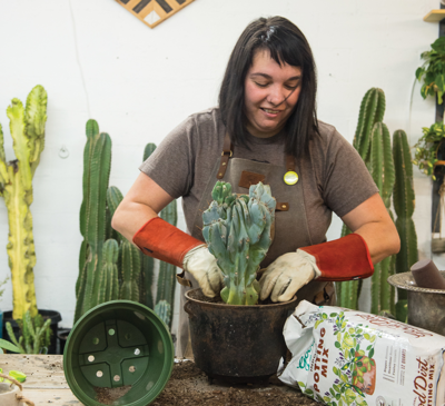 Best Place to Buy a Cactus