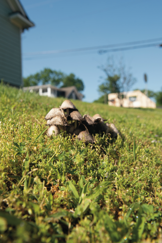 Walk a Mile: Hope Gardens and Buena Vista