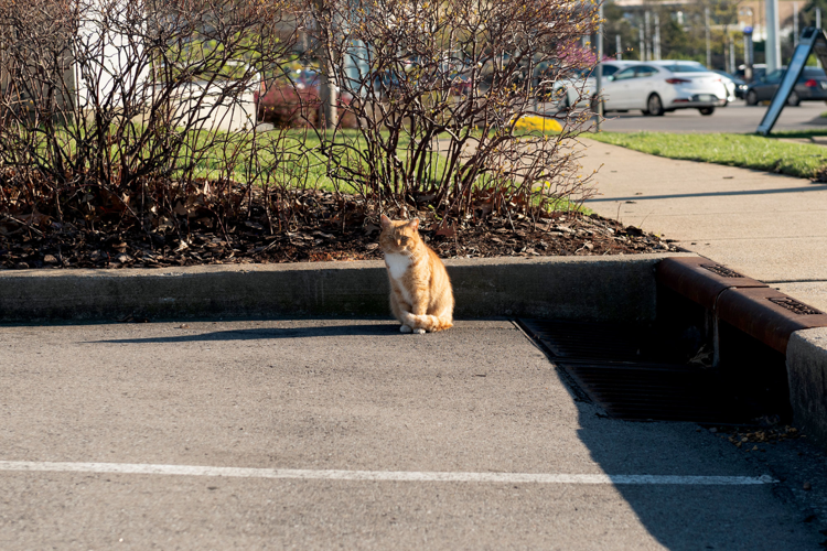 Strays at Large: Meet the People Stemming the Tide of Nashville’s Free-Roaming Cats