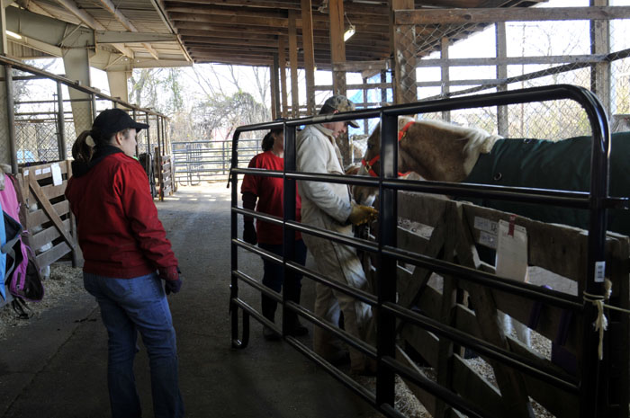 All the Starving Horses