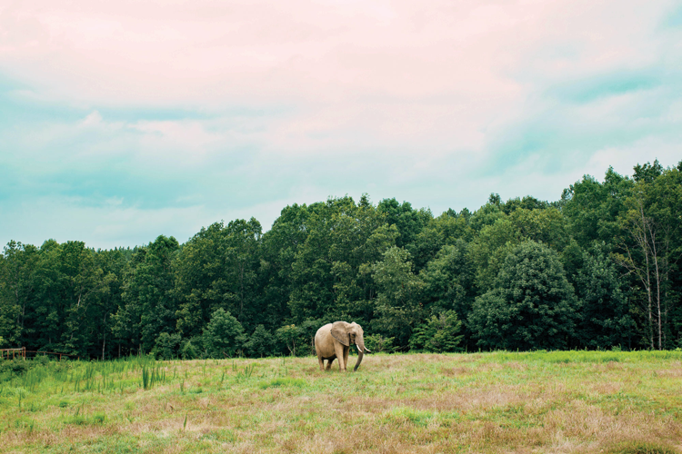At The Elephant Sanctuary, Pachyderms Regain Their ‘Wild Elephant Spirit’