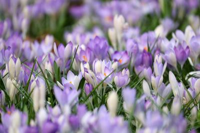 Violet crocus flowers bloom in London, 2021