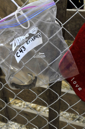 All the Starving Horses