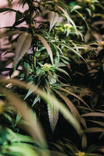 Hemp Optima 9939