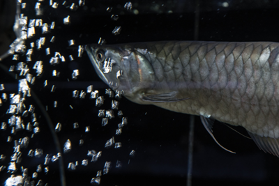 Life Aquatic: A Day at Nashville’s Exotic Creature Emporium