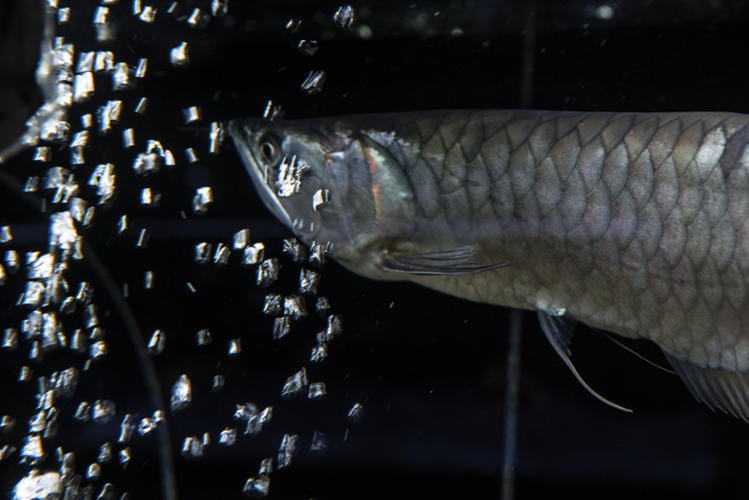 Life Aquatic: A Day at Nashville’s Exotic Creature Emporium