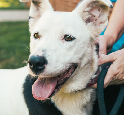 Best Place to Adopt a Pet