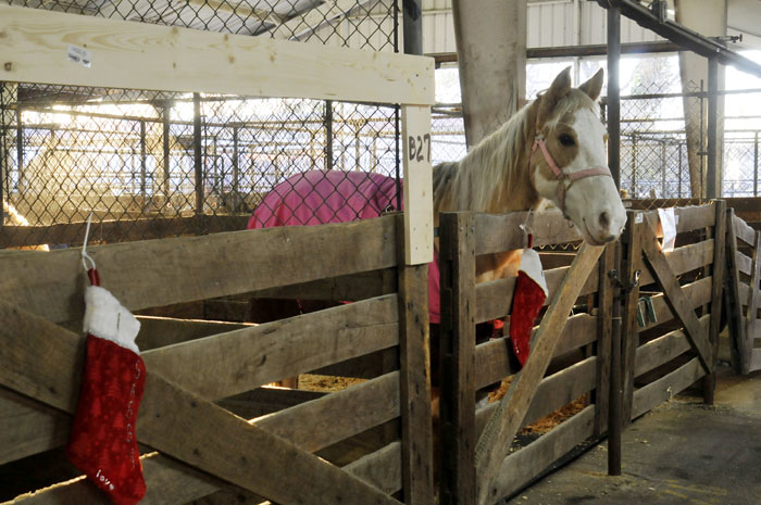 All the Starving Horses