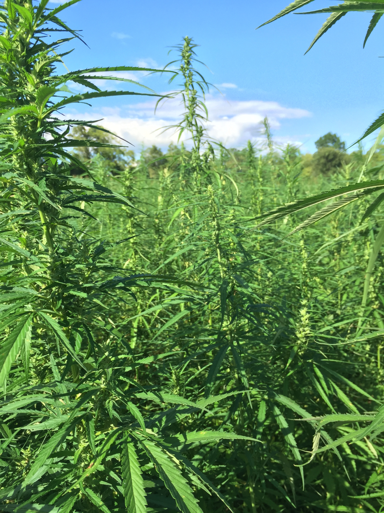 Tennessee Marijuana Arrests Vastly Outpace Other Drug Arrests