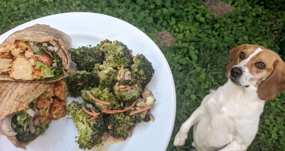 Today's Takeout Pick: Sunflower Cafe