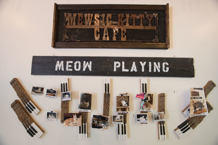 The Pet Issue 2018: A Cause for Paws