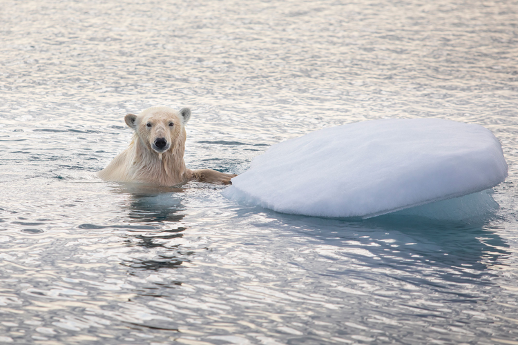 A Crew of Distinguished Nashvillians, the Norwegian Sea and a Daring Arctic Rescue