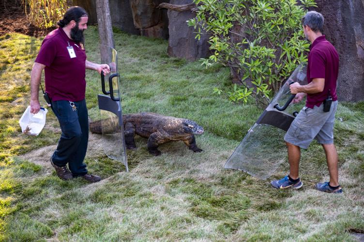 Dragon Fever: Nashville Zoo Opens Komodo Dragon Enclosure | Arts