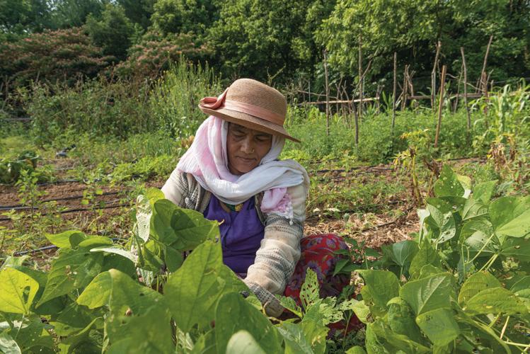 Community gardens-7620.jpg