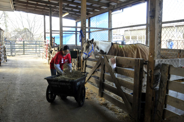 All the Starving Horses