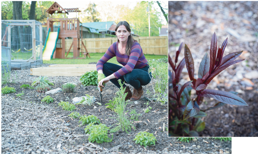 What Gardens Can Teach Us About Art and Survival During a Global Pandemic