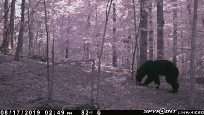 Yep, That's a Bear