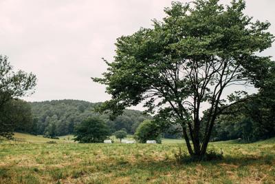 The Elephant Sanctuary