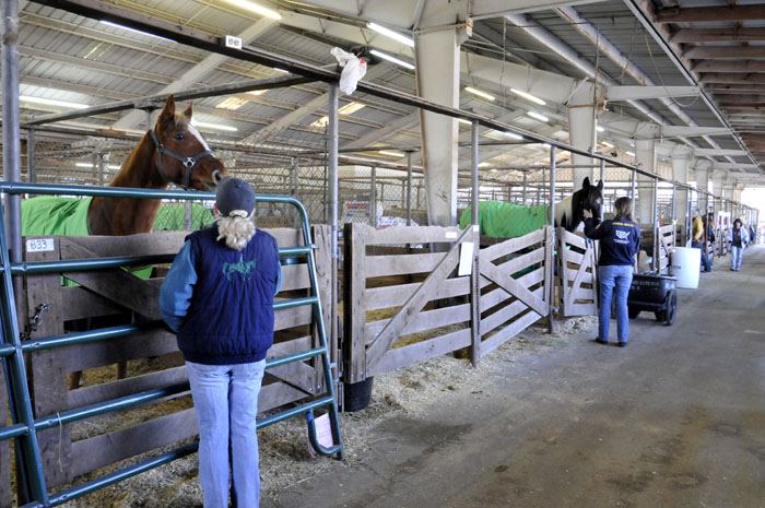 All the Starving Horses