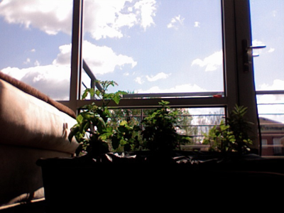 Urban Gardening: My Balcony Box Babies