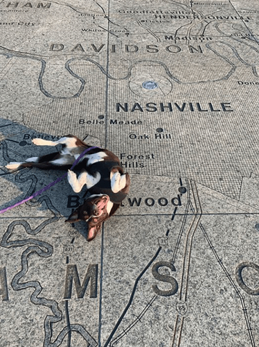 The Pet Issue 2021: Pet Su-purr-latives