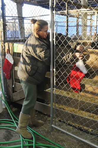 All the Starving Horses