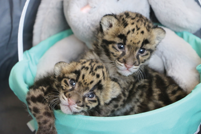 Best Zoo Babies