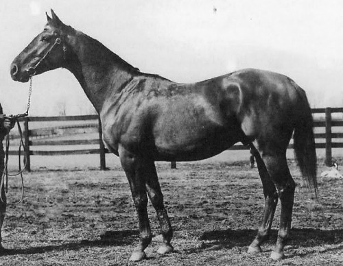 The Hippodrome: Death of a Racehorse