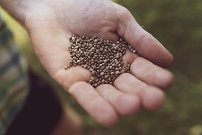 Hemp seeds at  Optimara Agriculture
