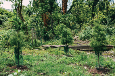 Tree Lovers Are Replacing Some of Nashville’s Lost Greenery