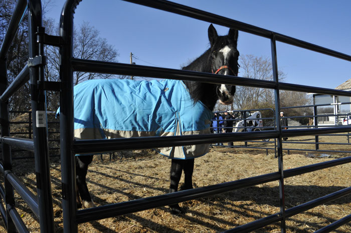 All the Starving Horses