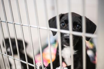 nashville-humane.angelina-6020.jpg