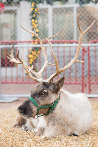 A Tour of Nashville’s Biggest and Brightest Holiday Displays