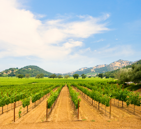 California Wines Rule My World