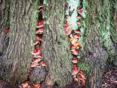 Richland Park: A Review