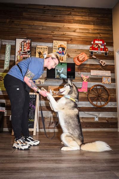 A husky offers its paw to a dog trainer