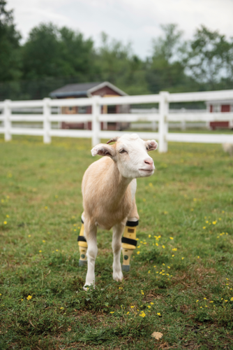 The Pet Issue 2019: The Gentle Barn